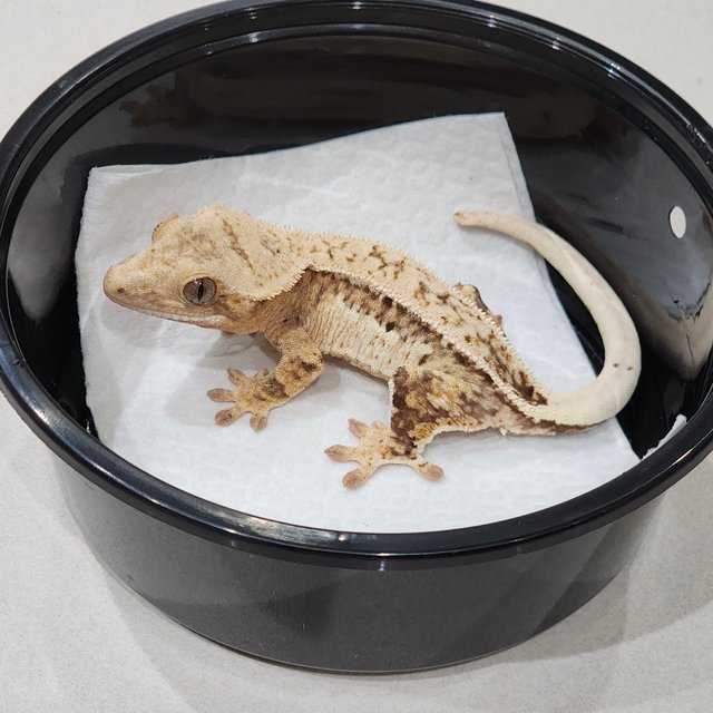 Full Pinstripe Drippy Quad Brindle