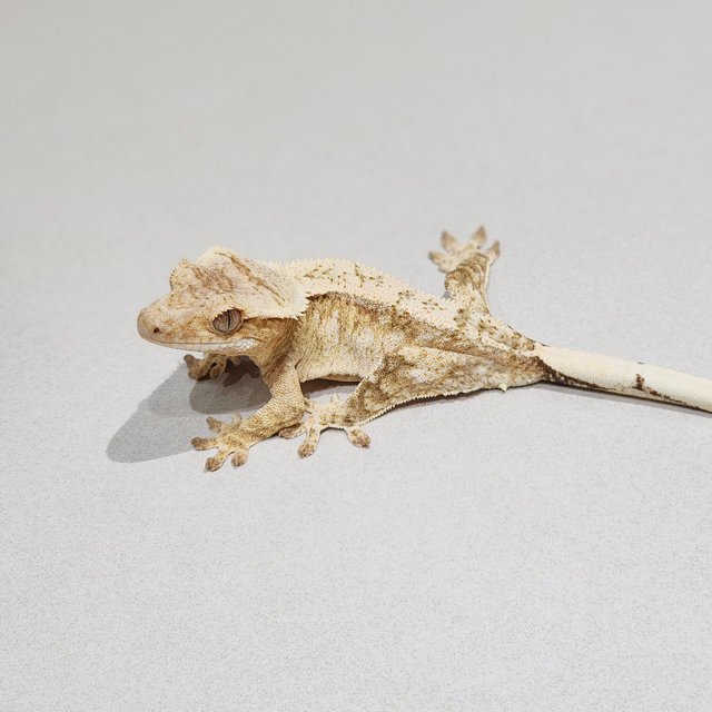 Cream Drippy White Spot