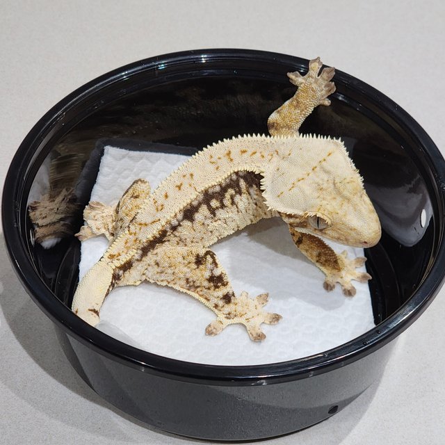 드리피 화이트스팟