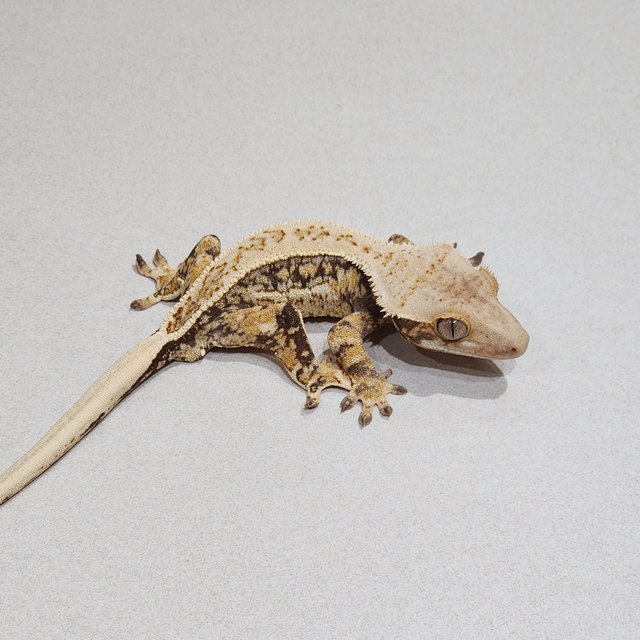 Full Pinstripe Quad Drippy White Pin White Spot