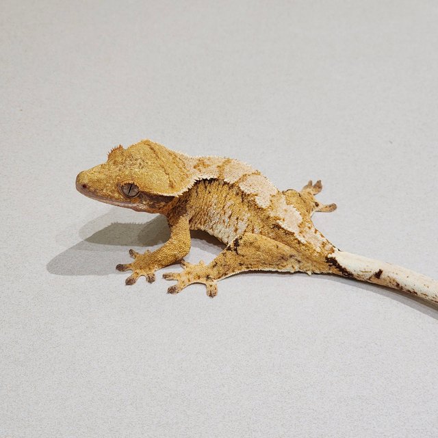 Tri White Crown Extreme Harlequin White Spot