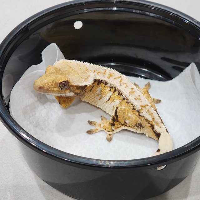 White Crown Drippy Tri Extreme Harlequin White Pin