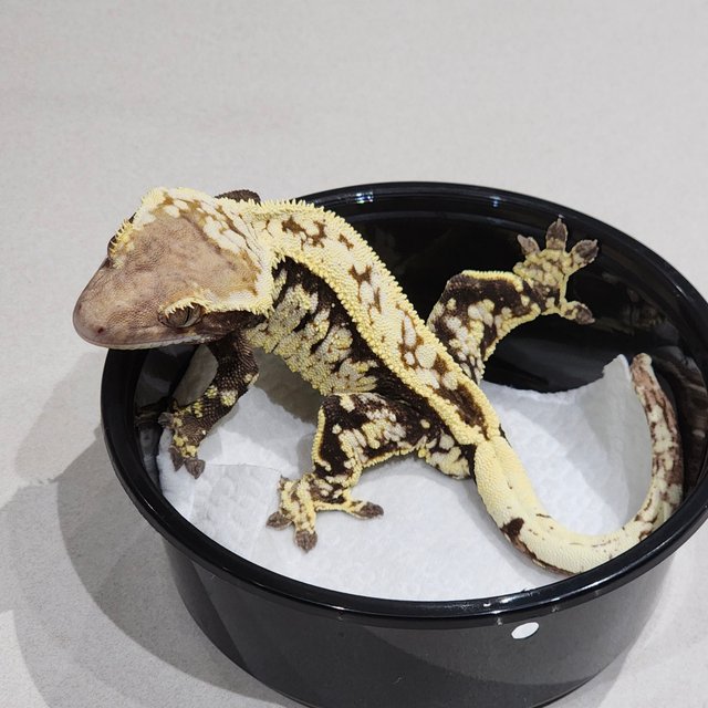 화이트크라운 카푸치노 화이트스팟 풀핀