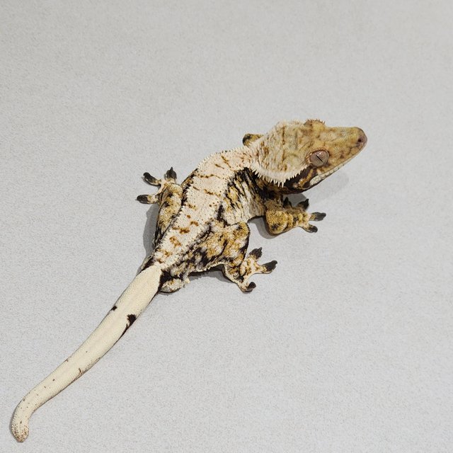 Extreme Harlequin Zengex White Pin Drippy Tri