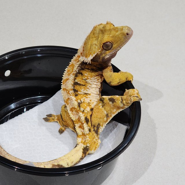 Extreme Harlequin Tri Drippy White Pin White Spot