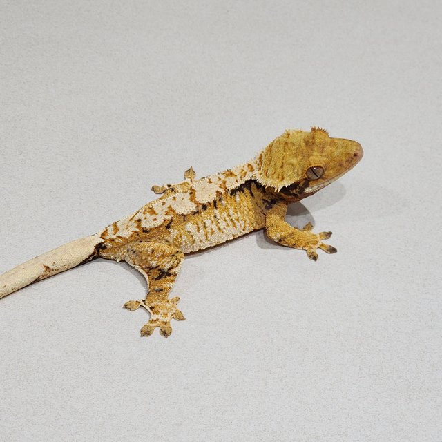 트라이 익스트림할리퀸 화이트핀