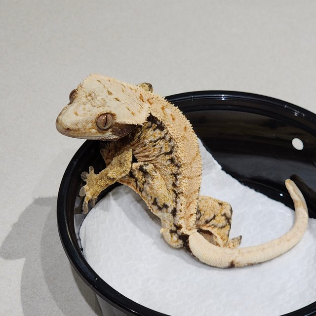 트라이 화이트스팟