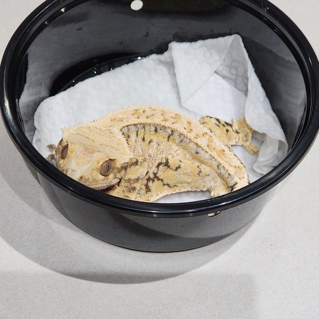 화이트핀 트라이 익스트림할리퀸 화이트스팟 드리피