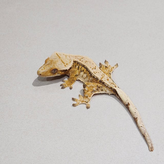 Emily Extreme Harlequin Drippy Full Pinstripe Tri Zengex