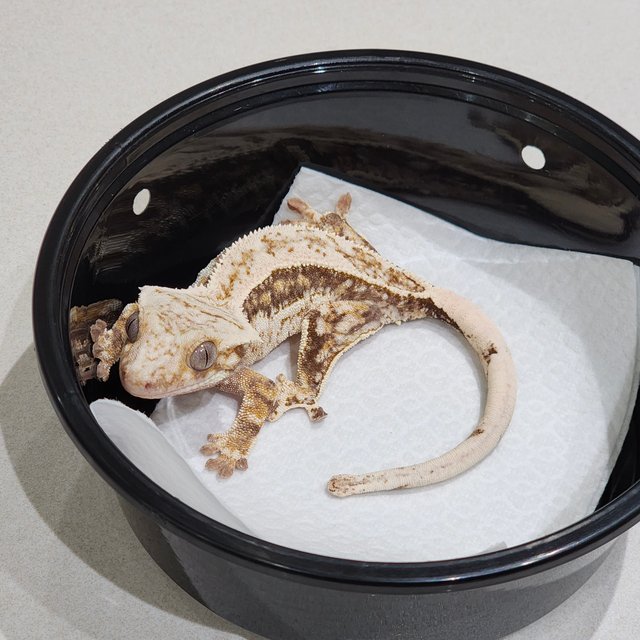 트라이 쿼드 드리피 화이트스팟 화이트크라운 화이트핀