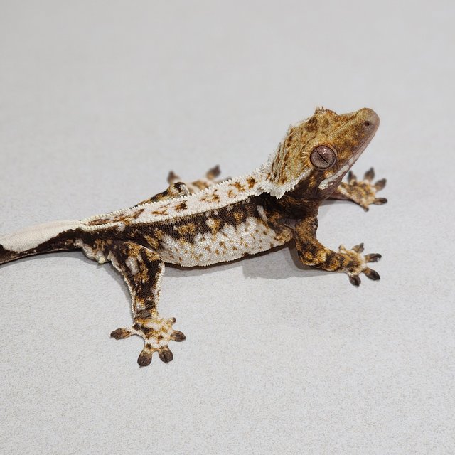 Drippy Tri Quad White Spot White Crown