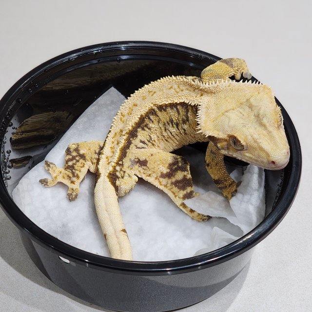 트라이 익스트림할리퀸