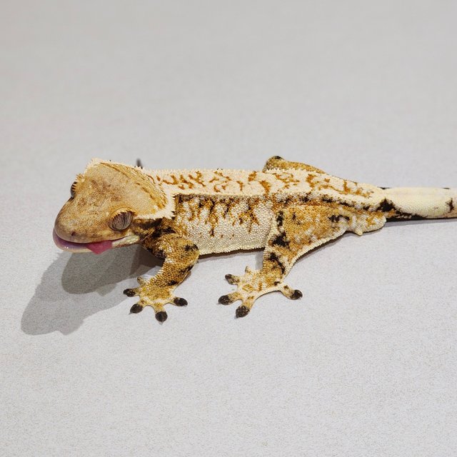 Tri Drippy White Spot White Crown Extreme Harlequin