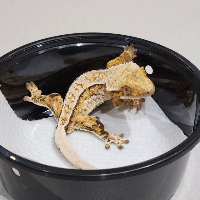 Full Pinstripe Drippy Tri White Spot Extreme Harlequin White Pin