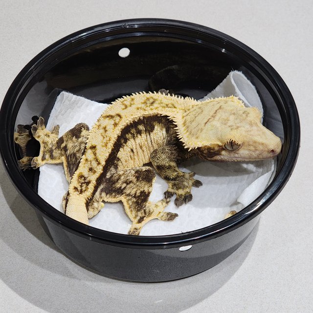 화이트크라운 쿼드