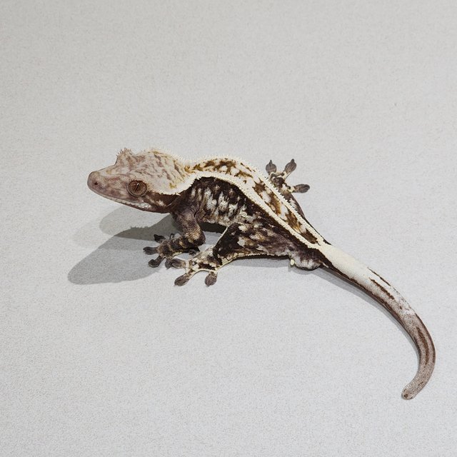 Cappuccino Full Pinstripe White Spot White Pin