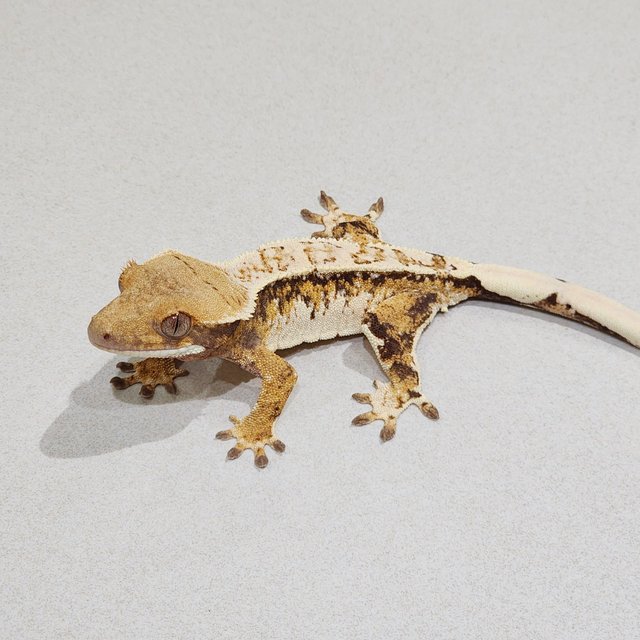 Tri Drippy White Spot White Pin White Crown Extreme Harlequin