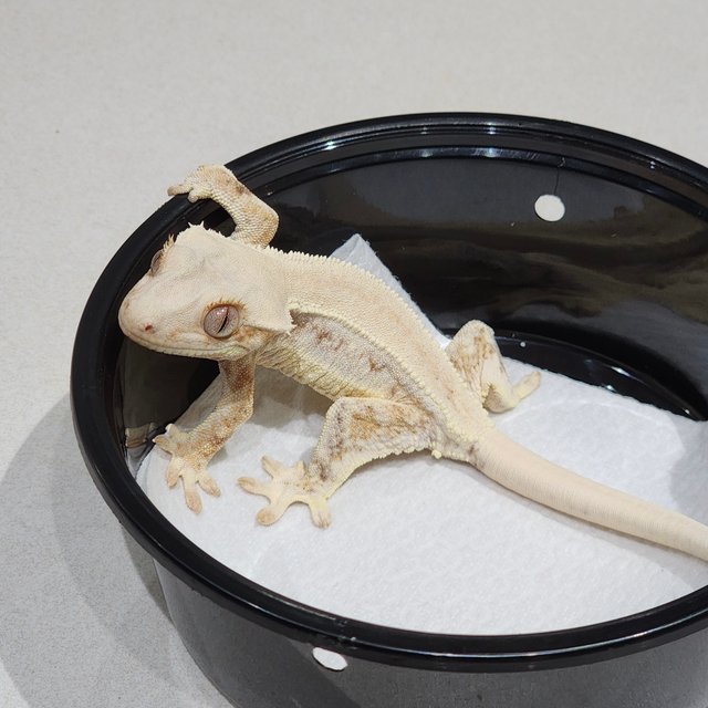 Solid Back Lilly White