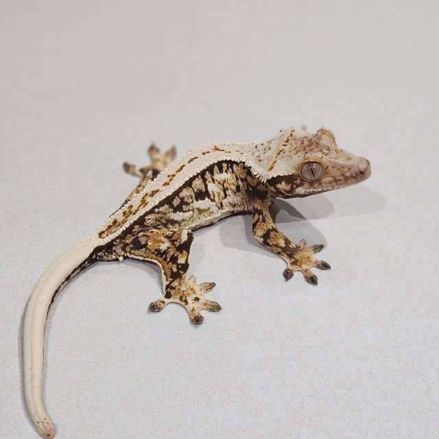 White Spot Quad Full Pinstripe