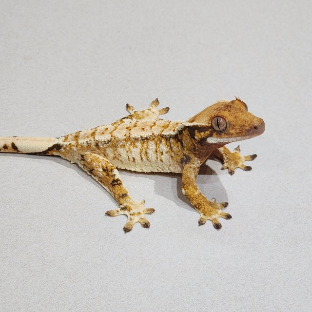 White Crown Extreme Harlequin Tri White Spot