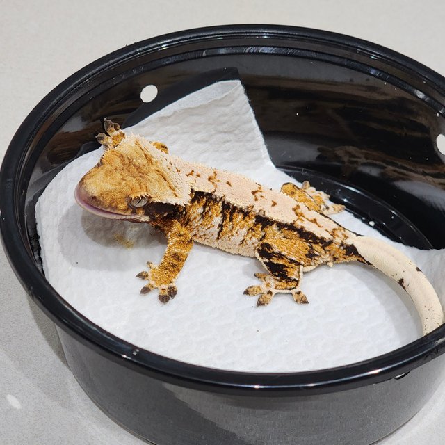 White Crown Tri Extreme Harlequin Drippy White Pin White Spot