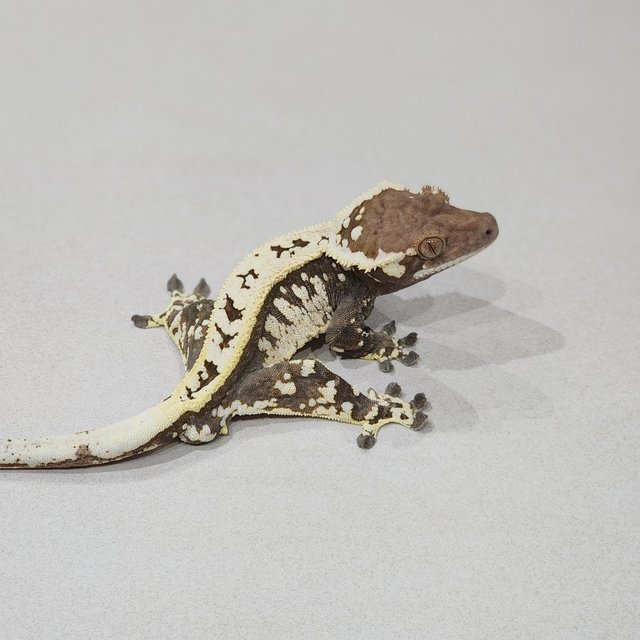 Full Pinstripe White Pin Cappuccino White Spot Tri