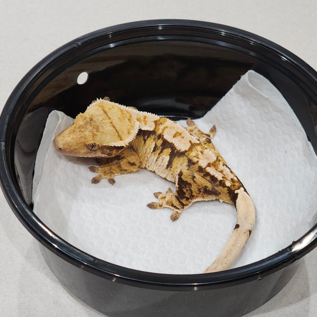 White Crown Tri Extreme Harlequin