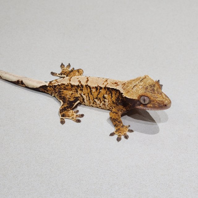 Tri White Spot Extreme Harlequin