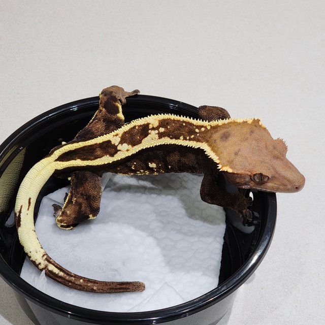 풀핀 화이트크라운 카푸치노