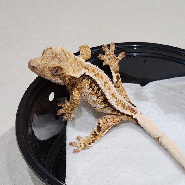 화이트핀 화이트크라운 드리피 트라이 익스트림할리퀸 화이트스팟