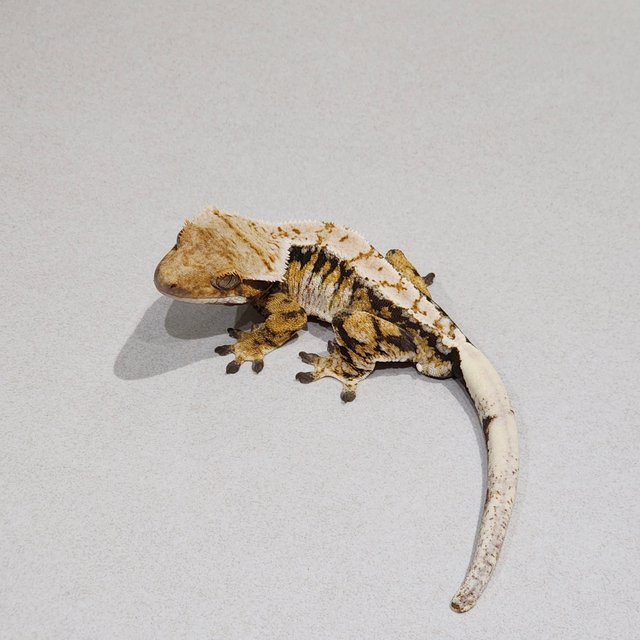 White Pin Drippy Extreme Harlequin Tri