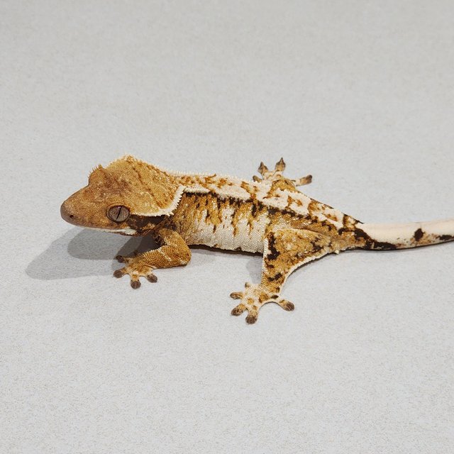 White Crown Tri Extreme Harlequin White Spot