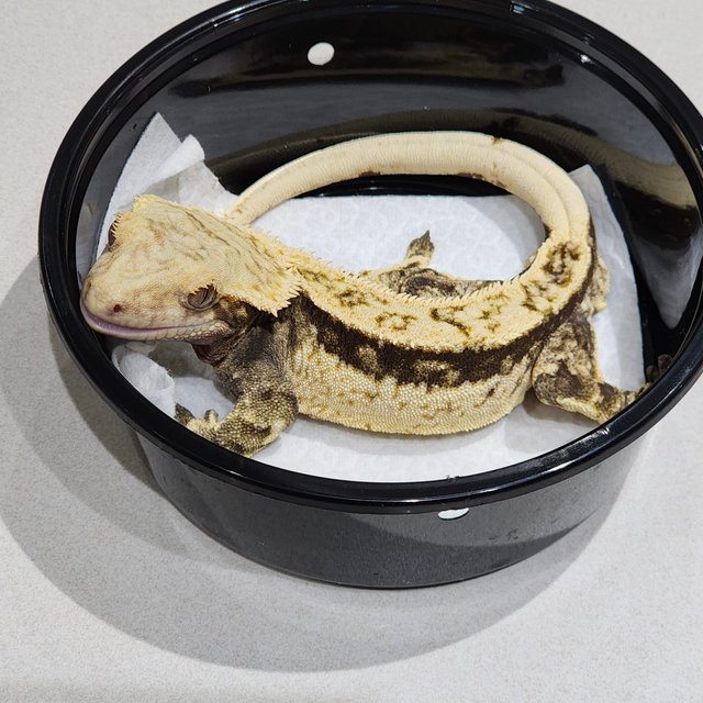 화이트크라운 쿼드