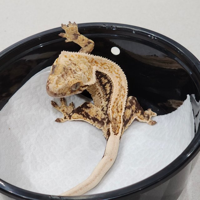 Quad White Spot Drippy White Crown