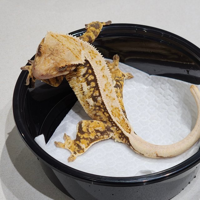 Full Pinstripe Quad White Spot