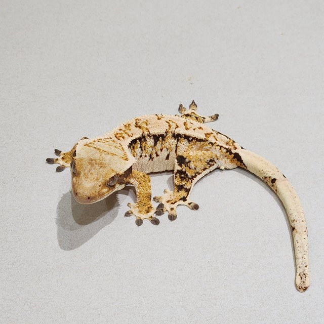 White Crown Tri Extreme Harlequin White Spot