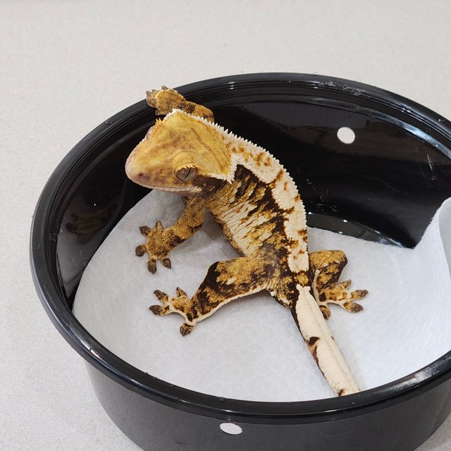 화이트크라운 트라이 익스트림할리퀸