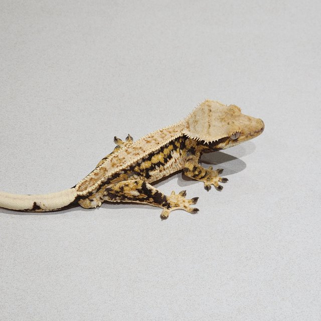 드리피 트라이 익스트림할리퀸 젠젝스 화이트핀