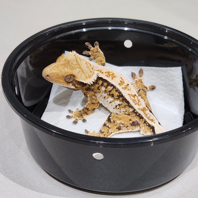 White Crown Drippy Tri White Spot Extreme Harlequin