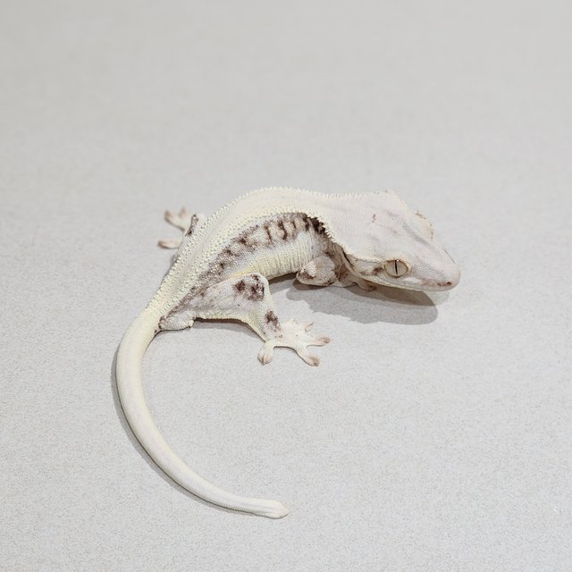 Solid Back Panda Lilly White Zengex