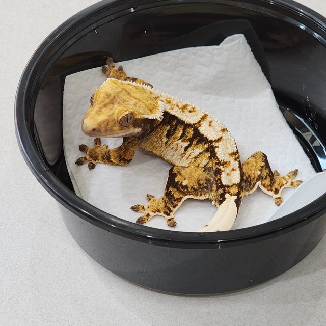 화이트크라운 트라이 익스트림할리퀸