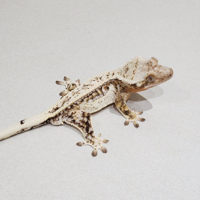 White Pin Drippy White Spot Full Pinstripe Brindle White Crown