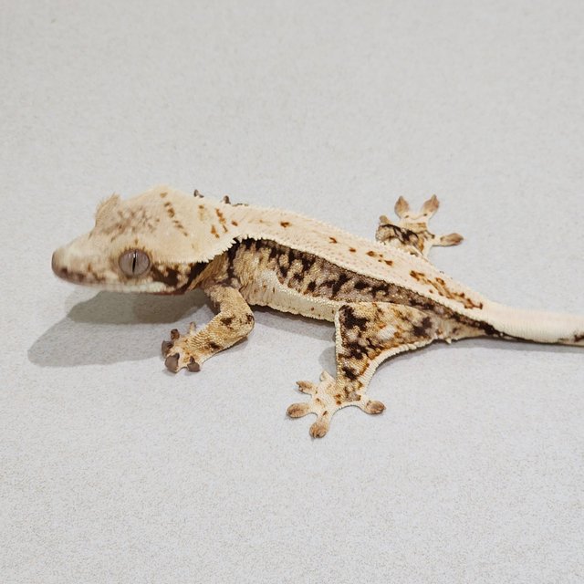 Full Pinstripe Drippy Quad White Spot