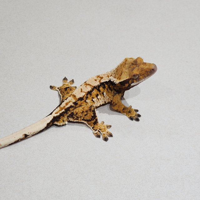 White Pin Tri Extreme Harlequin