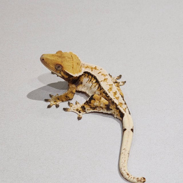 Tri Extreme Harlequin White Pin Drippy