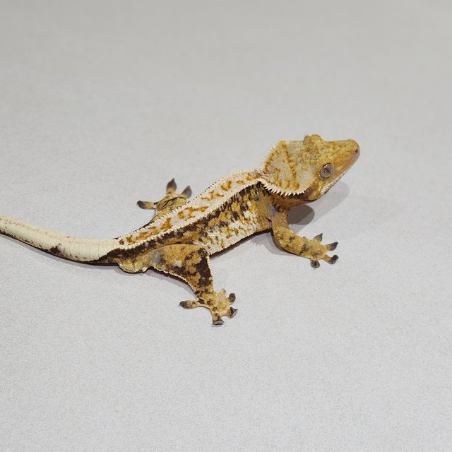 Drippy Tri Extreme Harlequin White Spot Full Pinstripe