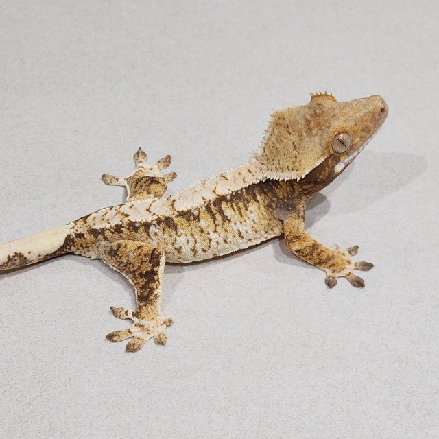 트라이 익스트림할리퀸 화이트스팟