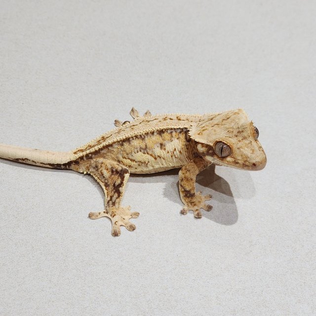 Full Pinstripe Quad Drippy White Spot