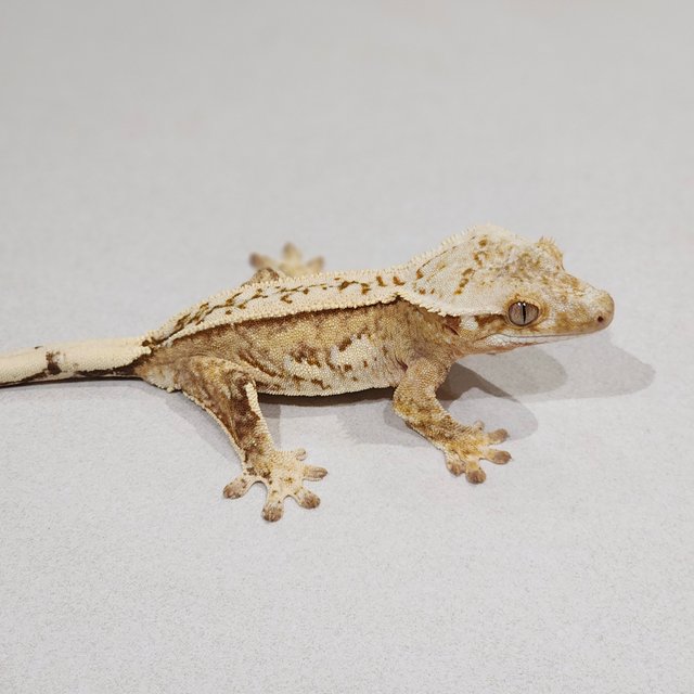 Cream Quad White Crown