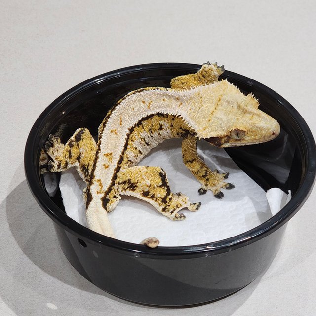 Extreme Harlequin Tri Barb